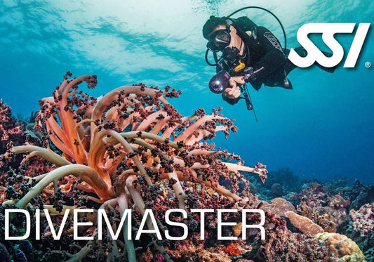 Dive Guide/Divemaster