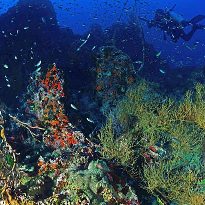 Thailand – Koh Tao | 23 Mar – 03 Apr 2026